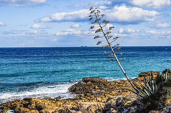 Tall agave plant on rocky coast with turquoise sea and blue sky
