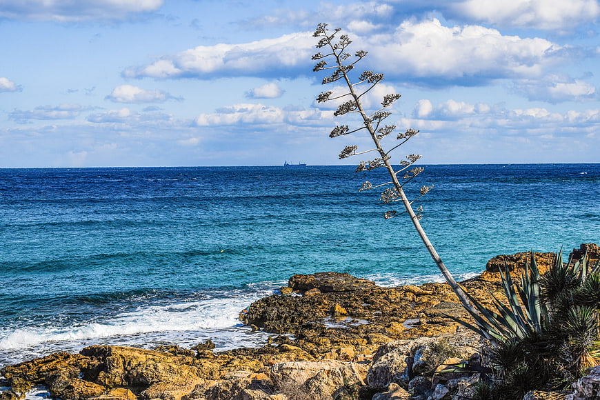 Tall agave plant on rocky coast with turquoise sea and blue sky