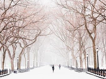 Snowy Park Path With Bare Trees And Street Lamps
