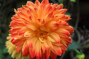 Vibrant Orange Dahlia Flower Close-Up