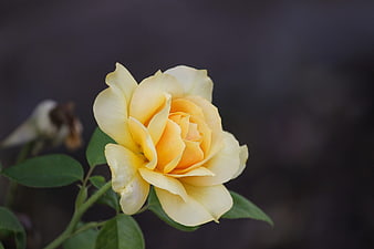 Yellow rose bloom close-up with dark background