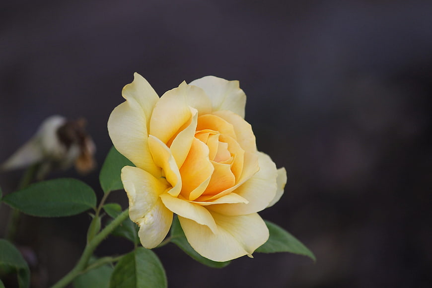 Yellow rose bloom close-up with dark background