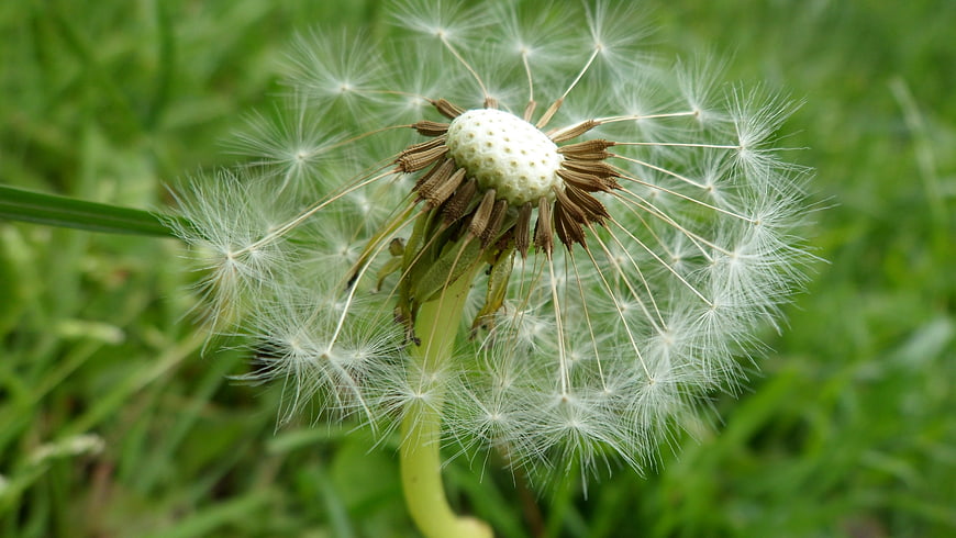 Close-up of a dandelion seed head in a green meadow