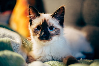 Cute Siamese Kitten with Blue Eyes on Blanket