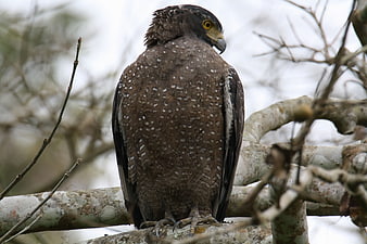 Crested Serpent Eagle perched on tree branch