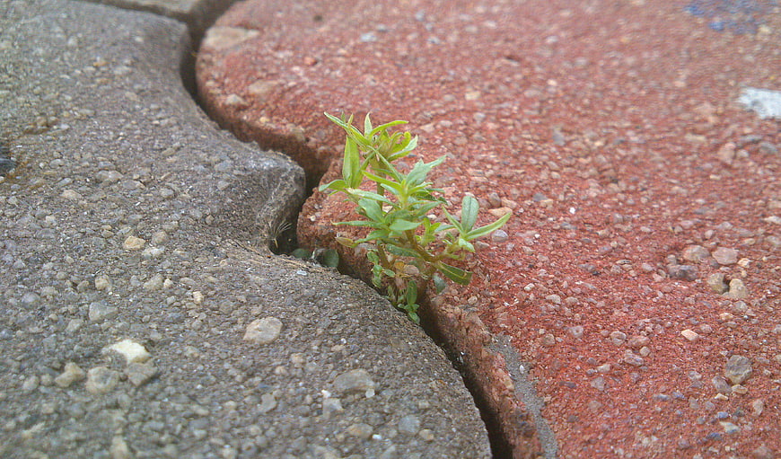 Green plant growing from crack in red brick pathway