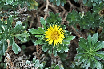 Close-up of vibrant yellow ice plant flower in garden