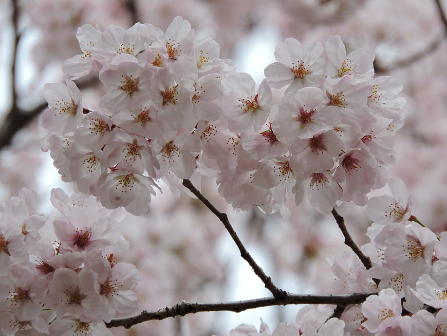 Close-up of delicate pink cherry blossoms on a branch