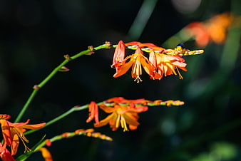 Close-up of vibrant orange Kniphofia flowers with a bee