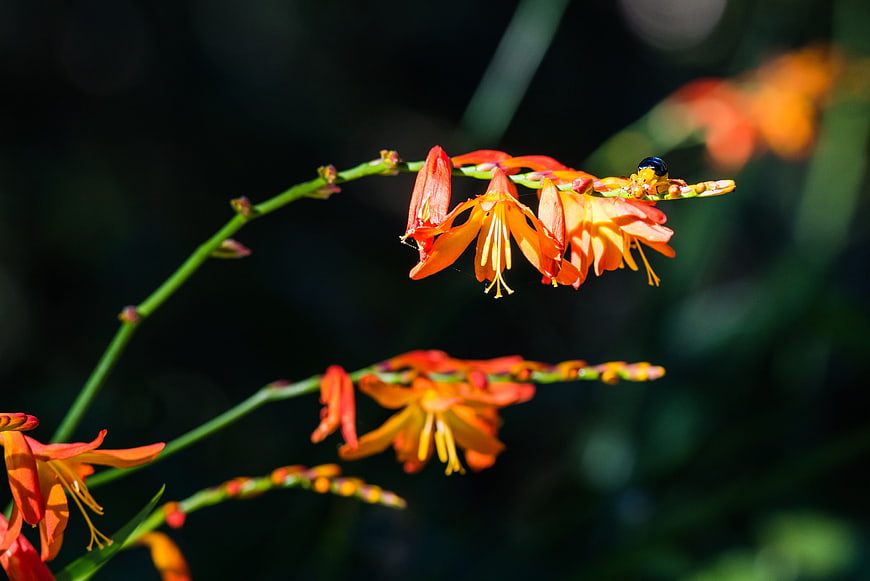 Close-up of vibrant orange Kniphofia flowers with a bee