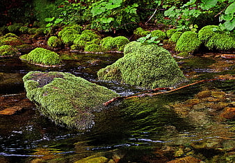 Mossy rocks in a clear forest stream with flowing water