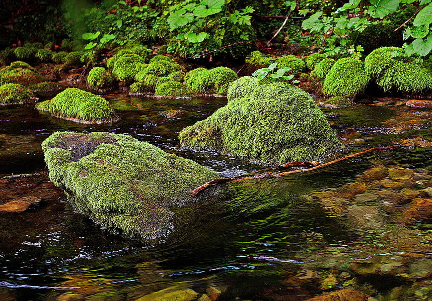 Mossy rocks in a clear forest stream with flowing water
