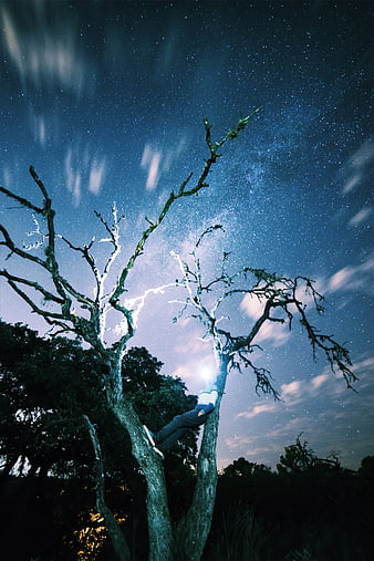 Person climbing tree under starry night sky with Milky Way