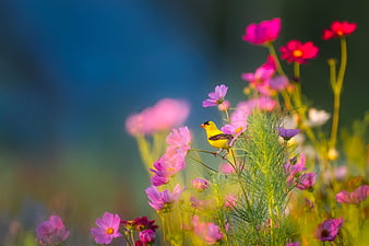 Yellow bird perched on pink cosmos flowers in a field