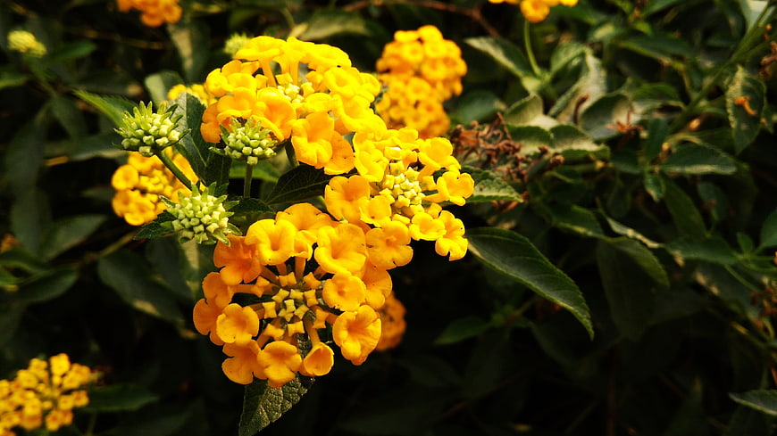 Close-up of vibrant yellow lantana flowers in a garden