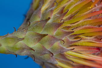 Macro Close-Up of Spiky Flower Bud with Blue Background