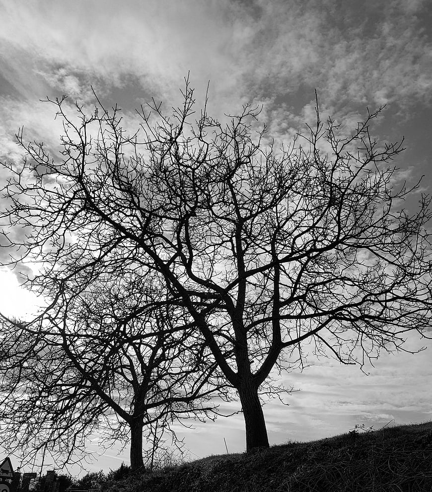 Black and white silhouette of bare trees against cloudy sky