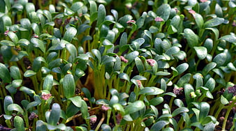 Close-up of fresh green seedlings growing in soil