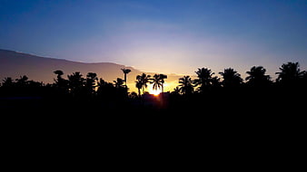 Silhouette of Palm Trees Against a Vibrant Sunset Sky