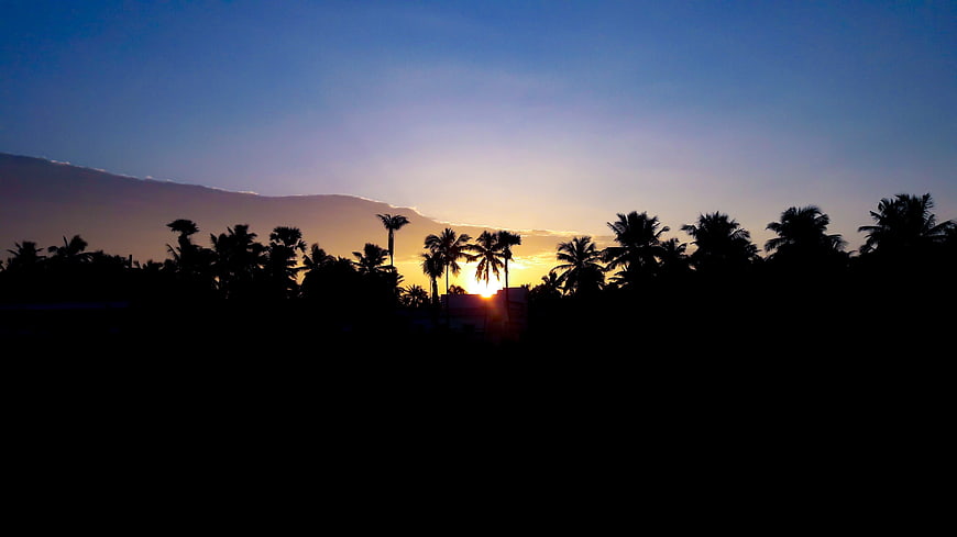 Silhouette of Palm Trees Against a Vibrant Sunset Sky
