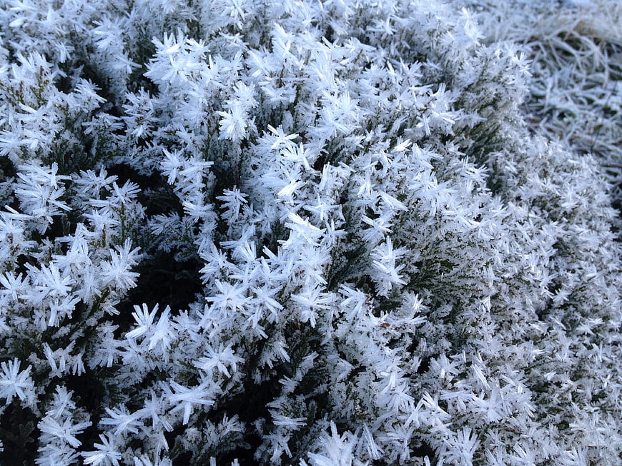 Close-up of frost crystals on evergreen branches in winter