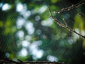 Macro Photography of Spider Web with Dew Drops