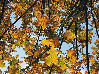 Golden Oak Leaves Against Blue Sky in Autumn