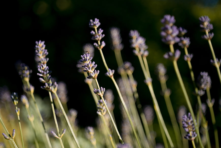 Close-up of purple lavender flowers in a garden