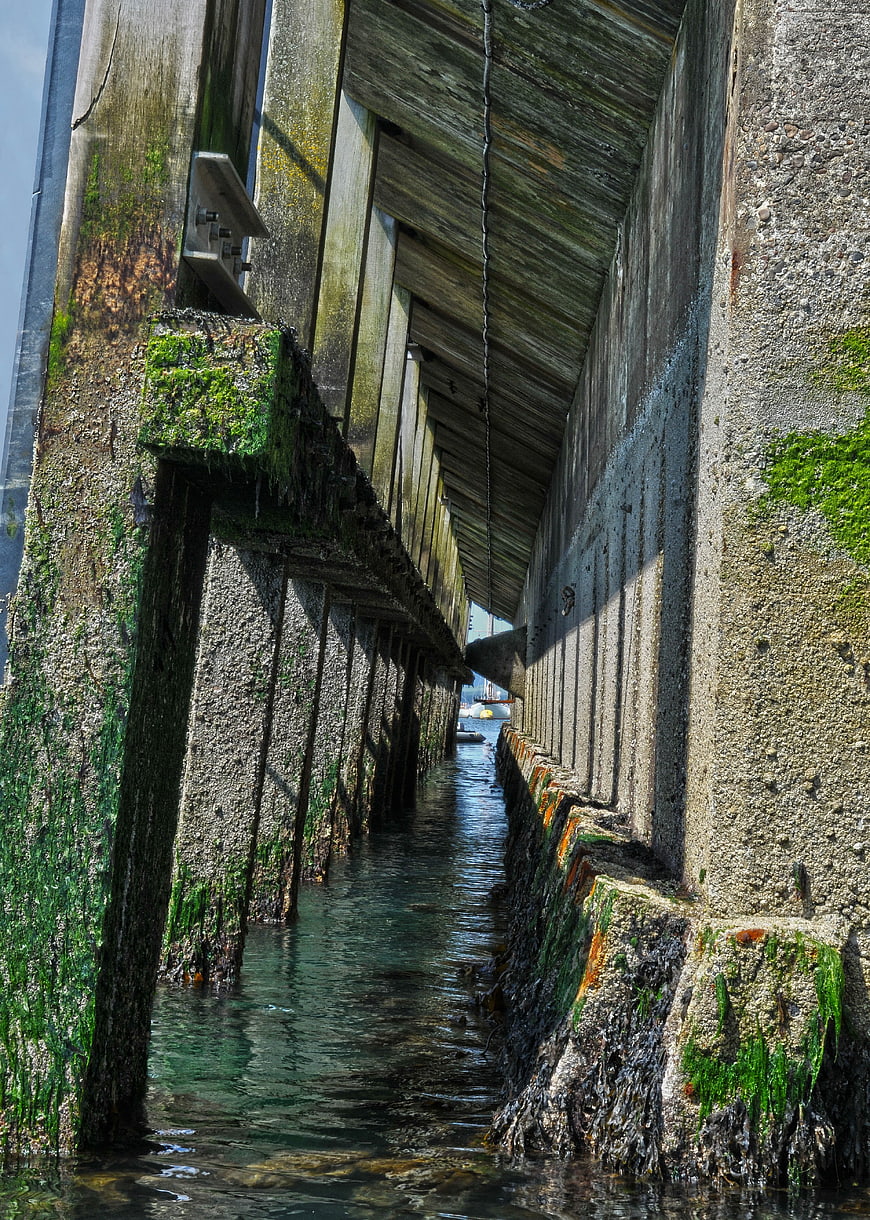 Underneath a weathered wooden pier with mossy concrete pillars