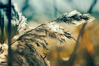 Frost-covered grass close-up with golden sunlight