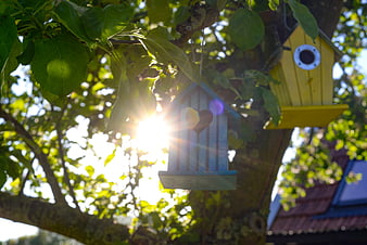 Colorful birdhouses hanging in tree with sun flare