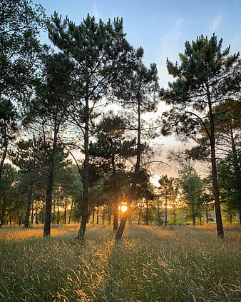 Sunset Through Pine Trees in Grassy Forest Field