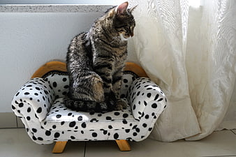 Tabby cat sitting on a miniature dalmatian patterned armchair