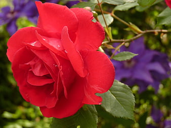 Close-up of a vibrant red rose with water droplets