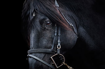 Dramatic Close-Up Portrait of a Black Horse Head with Bridle