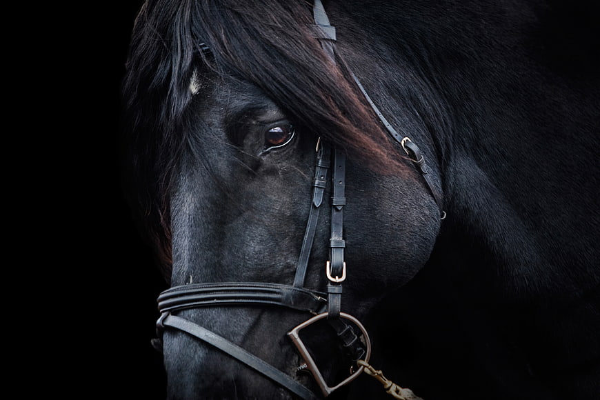 Dramatic Close-Up Portrait of a Black Horse Head with Bridle
