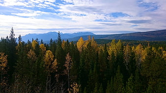 Autumn forest landscape with yellow trees and distant mountains