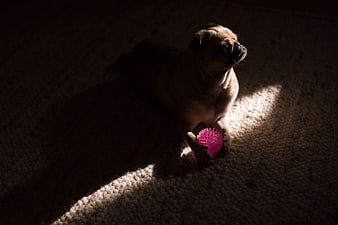 Pug Dog Playing with Pink Ball in Sunlight