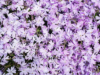 Dense Pattern of Light Purple Phlox Flowers