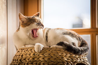 Sleepy Calico Cat Yawning On Woven Basket By Window