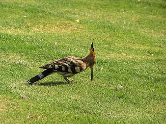 Eurasian Hoopoe Bird Foraging on Green Grass