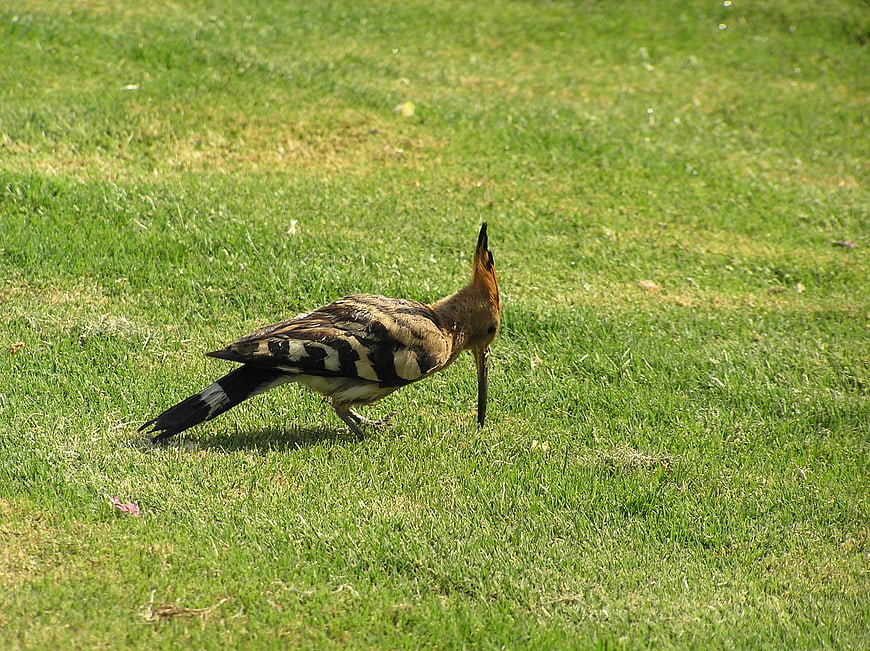 Eurasian Hoopoe Bird Foraging on Green Grass