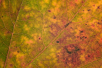Macro Texture of Autumn Leaf with Veins and Spots
