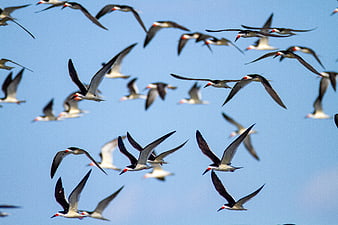 Flock of Black Skimmers Flying in Blue Sky