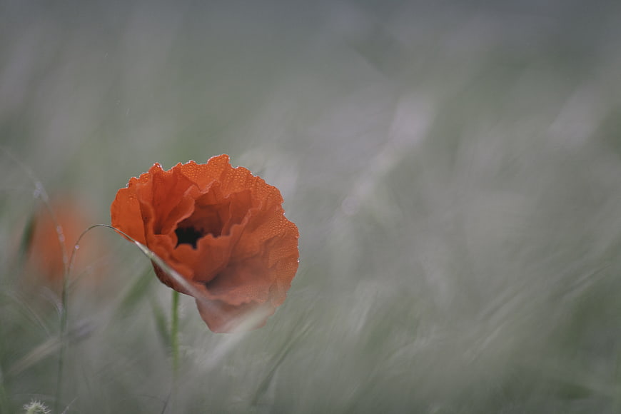 Red Poppy Flower with Dew Drops in Misty Field