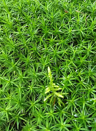 Close-up of vibrant green moss texture with star-shaped leaves