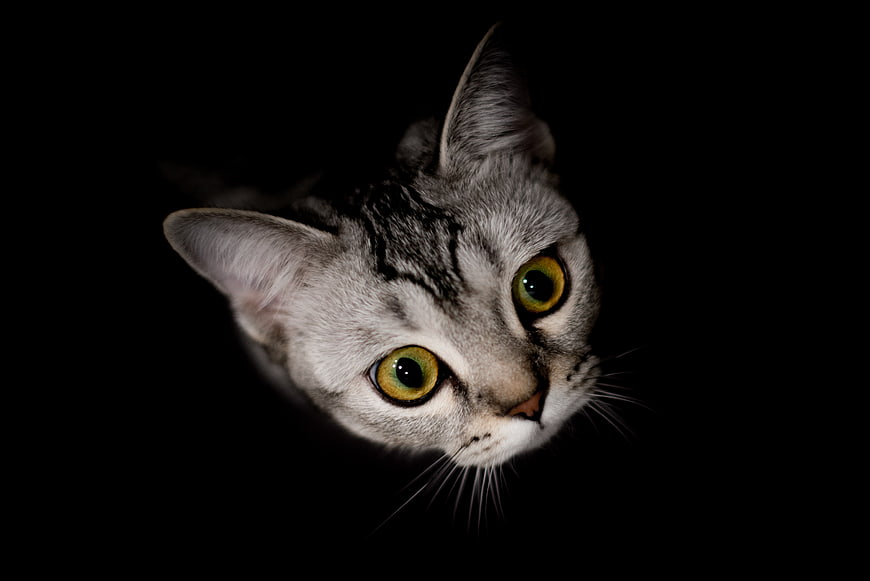 Close-up of a silver tabby cat with glowing yellow eyes in the dark