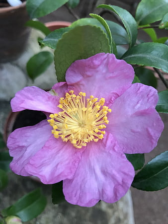 Close-up of a pink camellia flower with yellow stamens