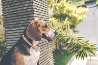 Beagle Dog Sitting Outdoors with Tongue Out