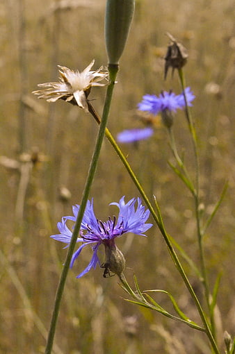 Close-up of purple cornflower in a dry summer field